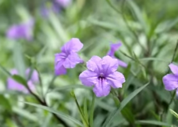 D1201062 ดการคนใหม หาเร องผ ดคนซะแล (ละครส น) สามโคกฟ part2