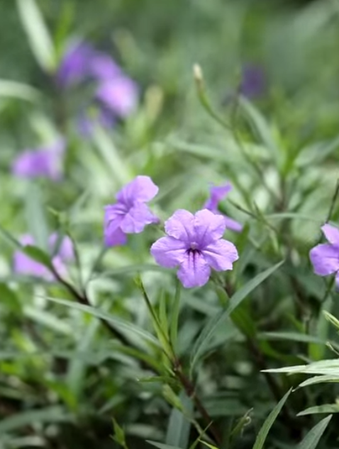 D1201062 ดการคนใหม หาเร องผ ดคนซะแล (ละครส น) สามโคกฟ part2